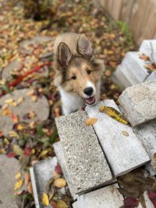 cute sheltie puppy