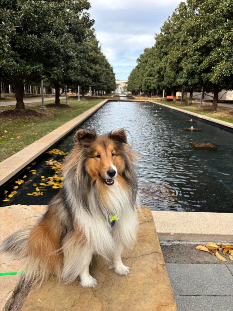 Sheltie dog posing like a model in front of a pool at the local university.