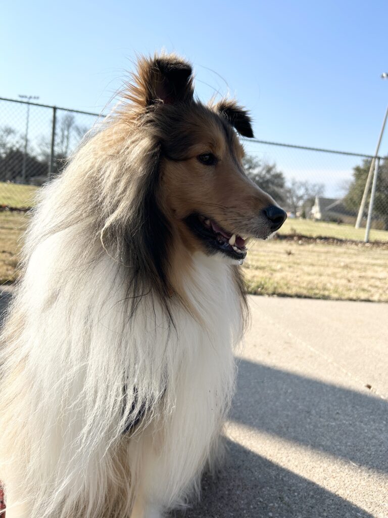 beautiful sheltie dog