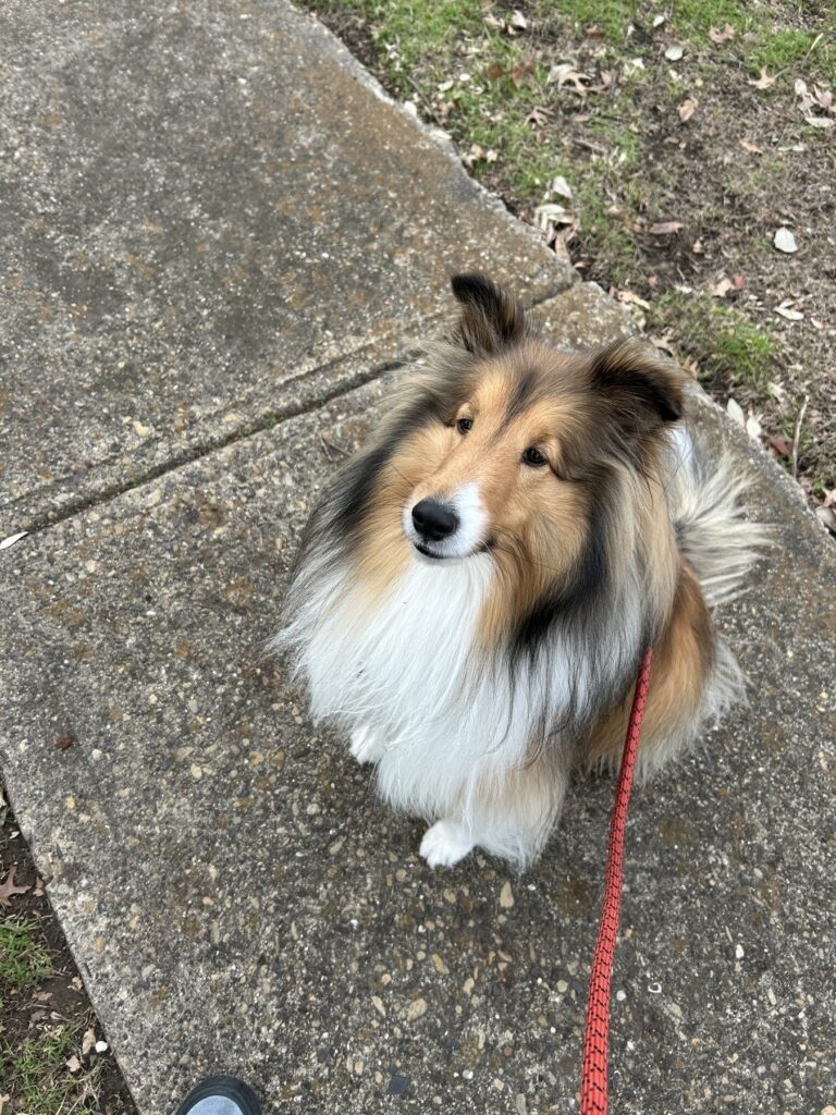 cute little sheltie dog